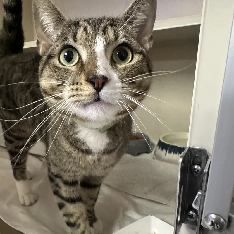 A young medium-sized male Brown / Chocolate Domestic Short Hair cat named George for adoption in Westhampton, NY