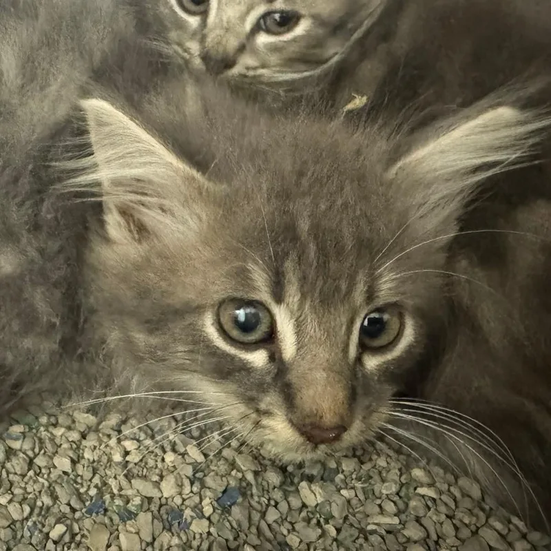 A baby small-sized male Domestic Medium Hair cat named Oakley for adoption in Columbus, GA