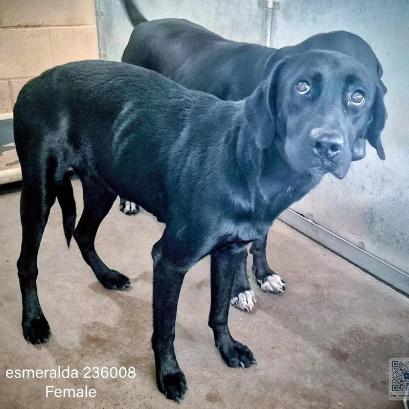 Esmeralda thumbnail 2