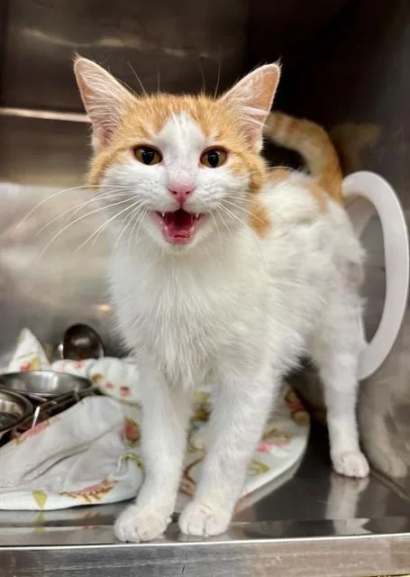 A young medium-sized female Domestic Medium Hair cat named Lakeyn for adoption in York, SC