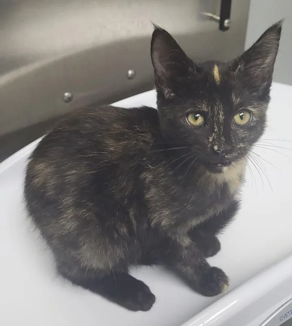 A baby small-sized female Domestic Short Hair cat named Nf Paloma for adoption in Lawrenceville, GA