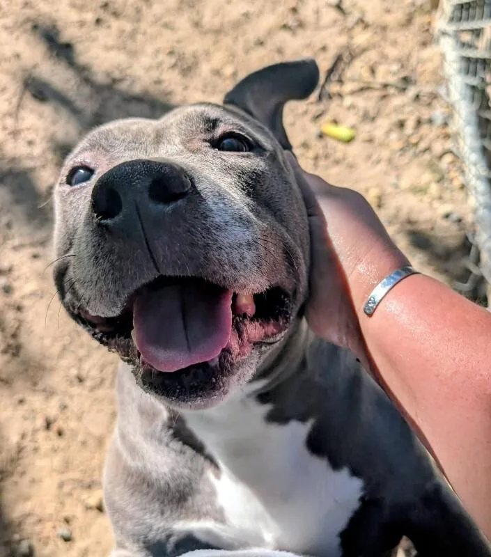 An adult large-sized female Gray / Blue / Silver Pit Bull Terrier dog named Destiny for adoption in Colonial Heights, VA