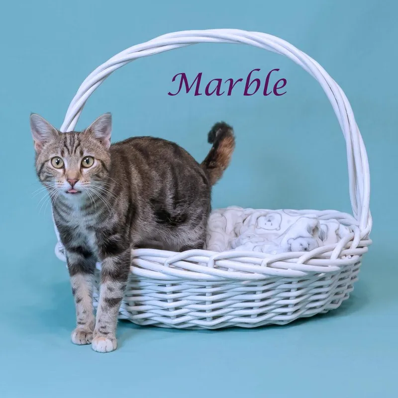 A young medium-sized female Torbie Domestic Short Hair cat named Marble C for adoption in Lebanon, TN