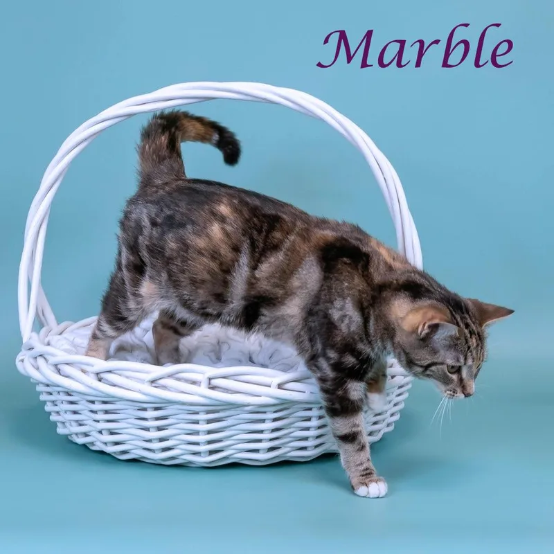 Marble C thumbnail 3