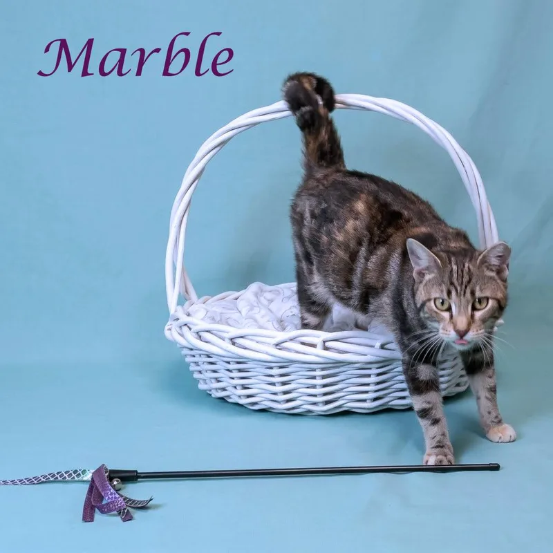 Marble C thumbnail 4
