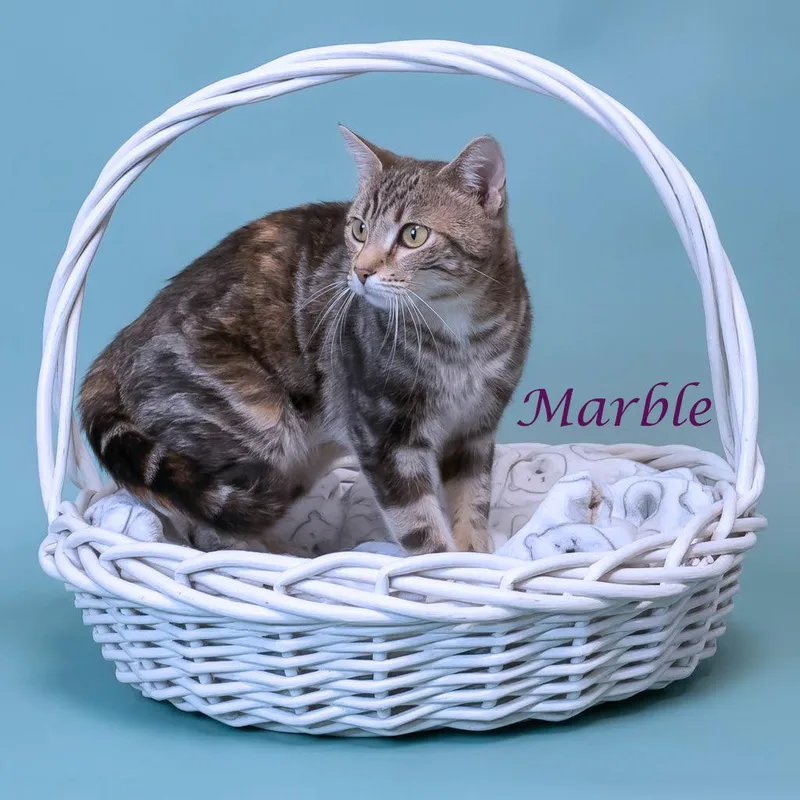 Marble C thumbnail 6