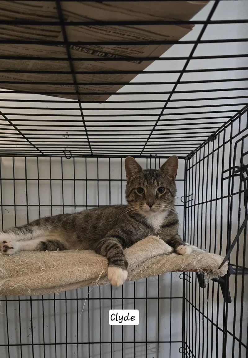 A young medium-sized male Tabby (Brown / Chocolate) Tabby cat named Clyde for adoption in Eastlake, OH