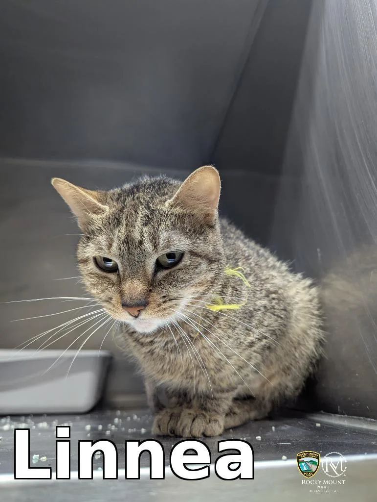 An adult medium-sized female Domestic Short Hair cat named Linnea for adoption in Rocky Mount, NC