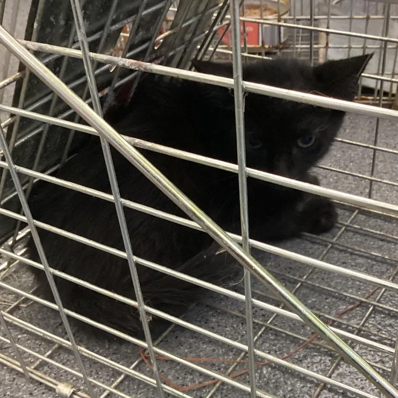 A baby small-sized male Black Domestic Short Hair cat named Prongs for adoption in Montgomery, AL