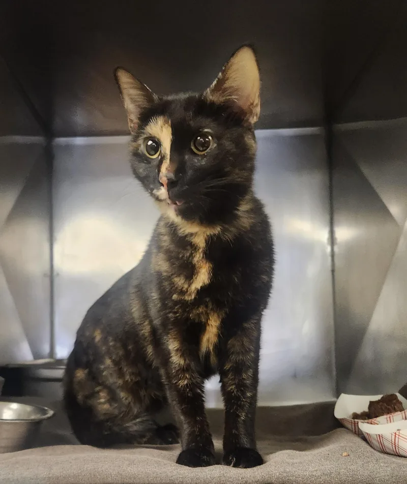 A young medium-sized female Tortoiseshell Domestic Short Hair cat named Isadora for adoption in Clayton, NJ