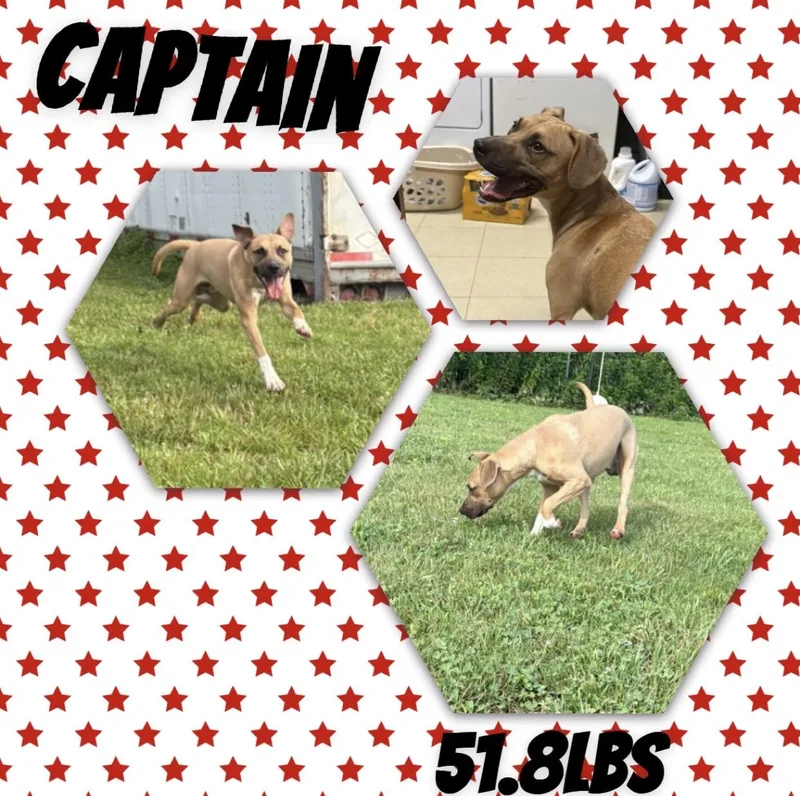 An adult medium-sized male White / Cream Black Mouth Cur dog named Captain for adoption in McArthur, OH