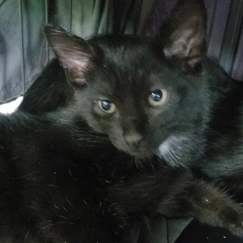 An adult small-sized male Black Domestic Short Hair cat named Bravo for adoption in Hemet, CA