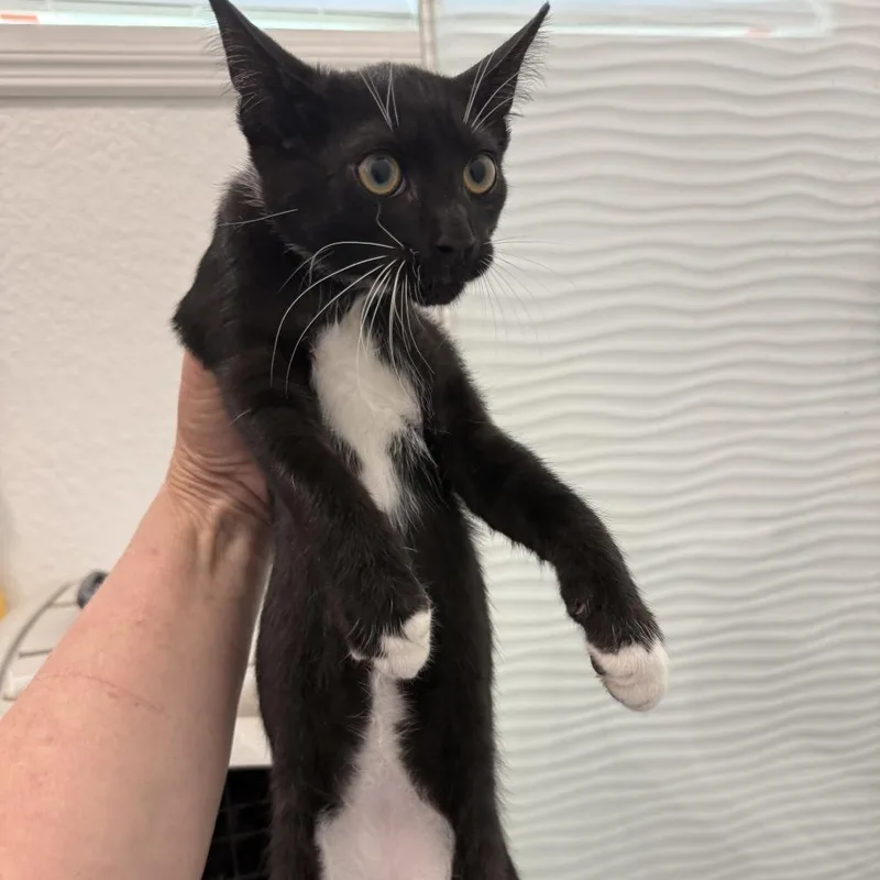 A baby small-sized male Black Domestic Short Hair cat named Science for adoption in New Port Richey, FL