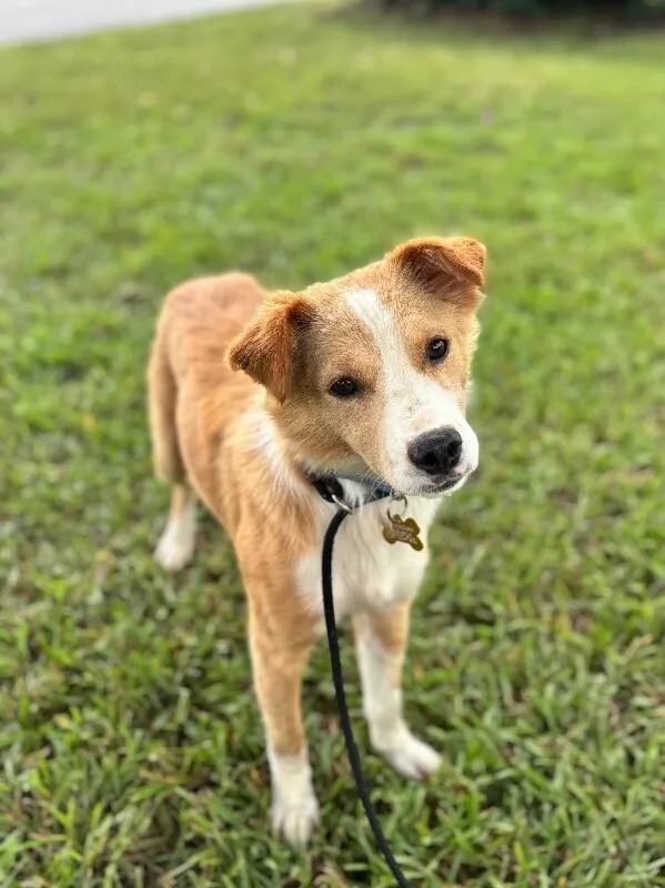 An adult small-sized male Yellow / Tan / Blond / Fawn Australian Shepherd dog named Funyun for adoption in Aiken, SC