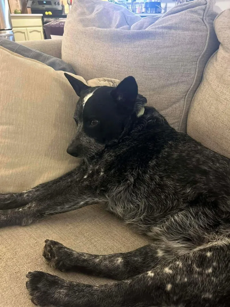 An adult medium-sized female Black Australian Cattle Dog / Blue Heeler dog named Willow for adoption in Moyock, NC