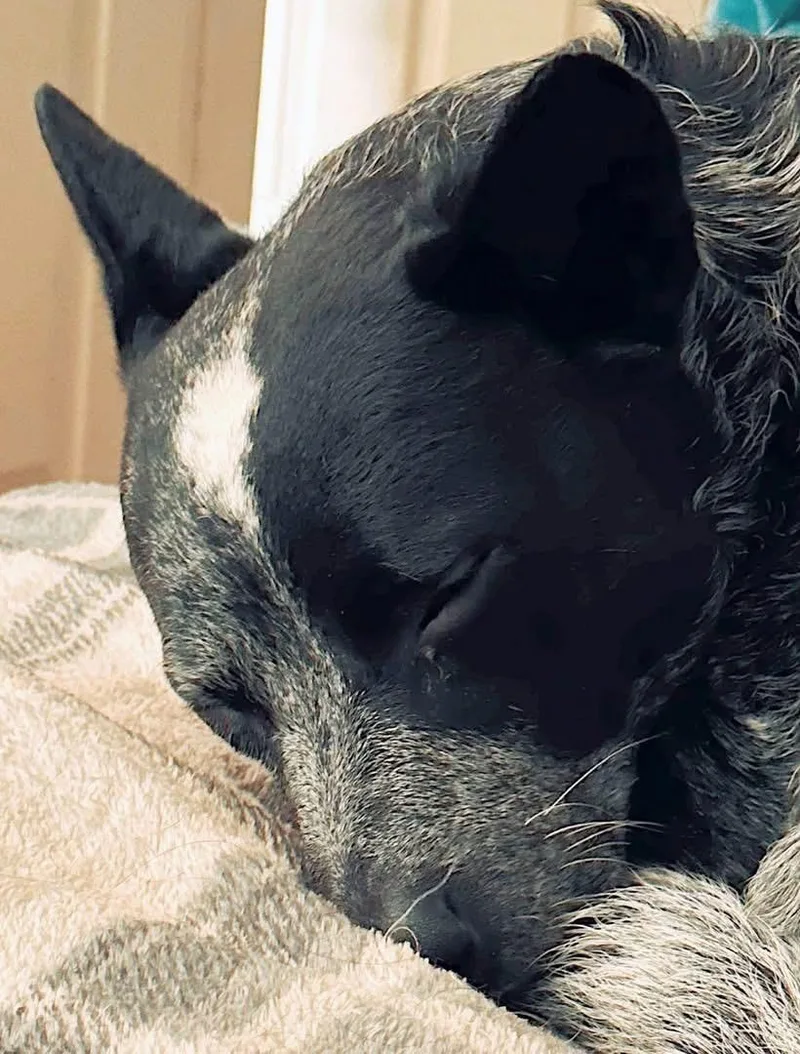 Willow thumbnail 4