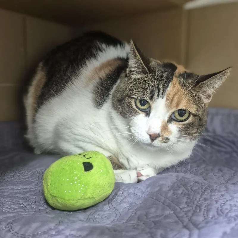 An adult large-sized female Calico Domestic Short Hair cat named Cammy for adoption in Newark, NJ