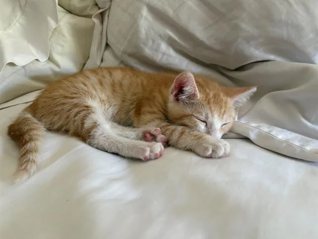 A baby small-sized male Domestic Short Hair cat named Hank for adoption in Tustin, CA
