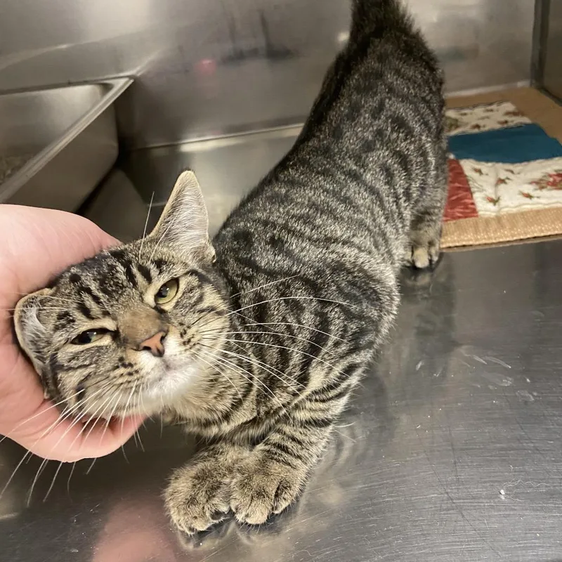A baby small-sized female Domestic Short Hair cat named Monica for adoption in Monroe, LA