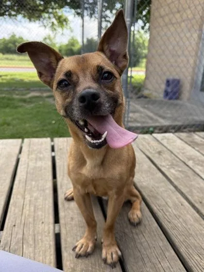 Scrappy Doo