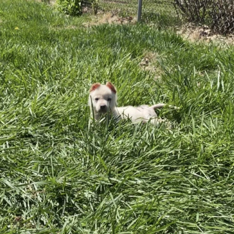 An adult medium-sized male White / Cream White German Shepherd dog named Skylar for adoption in St. Charles, MO