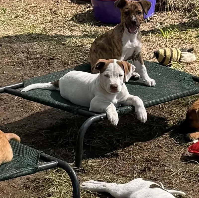 A baby medium-sized female Pit Bull Terrier dog named Sage for adoption in Avon, CT