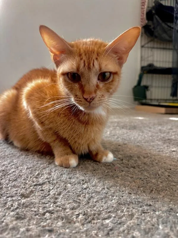 An adult small-sized female Domestic Short Hair cat named Molly for adoption in El Cajon, CA