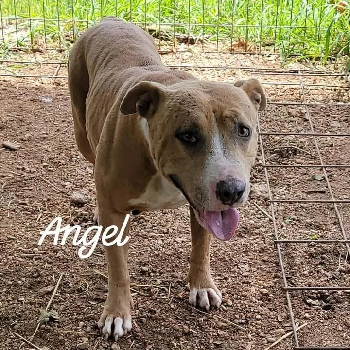 An adult medium-sized female Yellow / Tan / Blond / Fawn American Staffordshire Terrier dog named Angel Willow Mae for adoption in Buchanan Dam, TX
