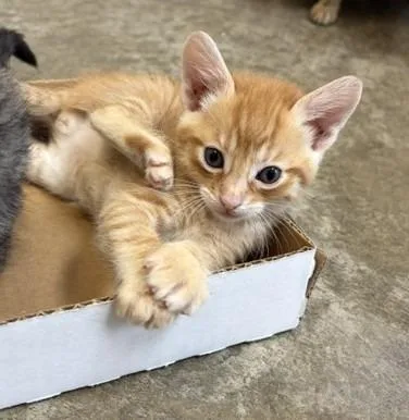 A baby small-sized male Domestic Short Hair cat named Ayla for adoption in Clinton, SC