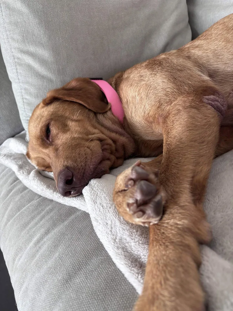 A young medium-sized female Labrador Retriever dog named Dandelion for adoption in Fort Worth, TX