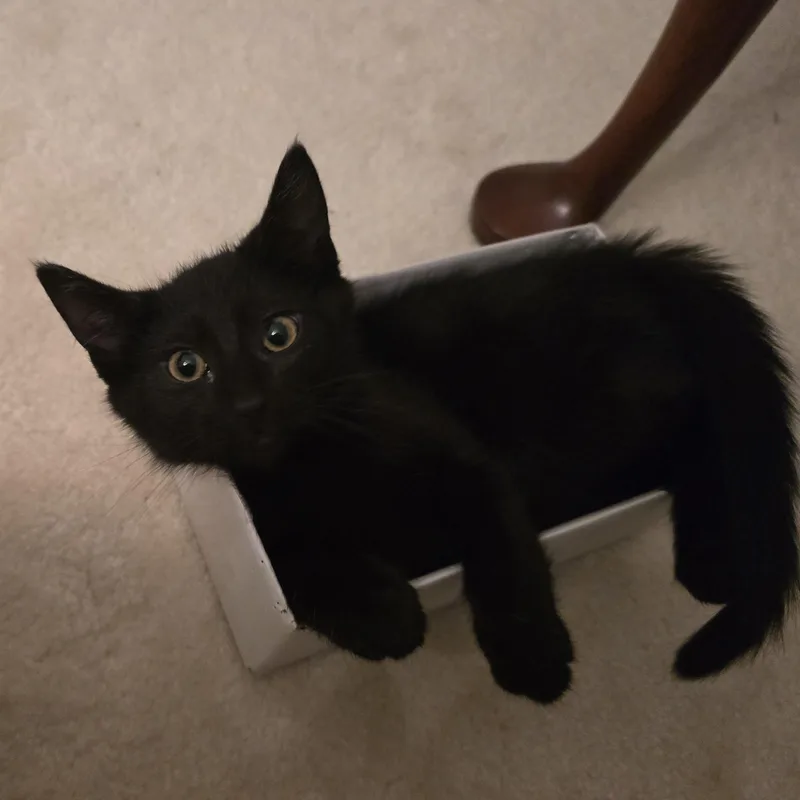 A baby medium-sized male Black Domestic Short Hair cat named Tommaso for adoption in Lemoyne, PA