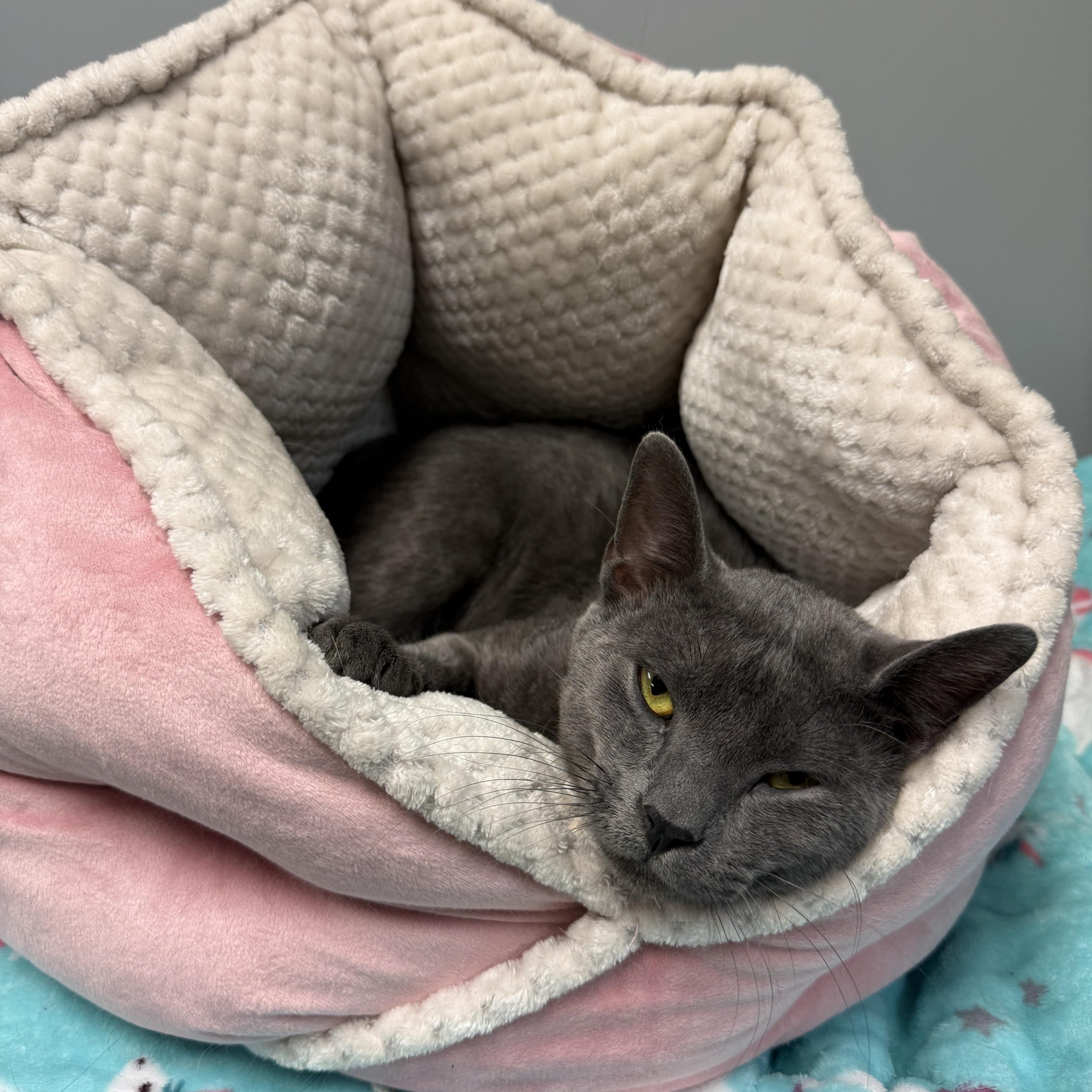 An adult large-sized male Gray / Blue / Silver Domestic Short Hair cat named Jasper for adoption in Hamburg, NY