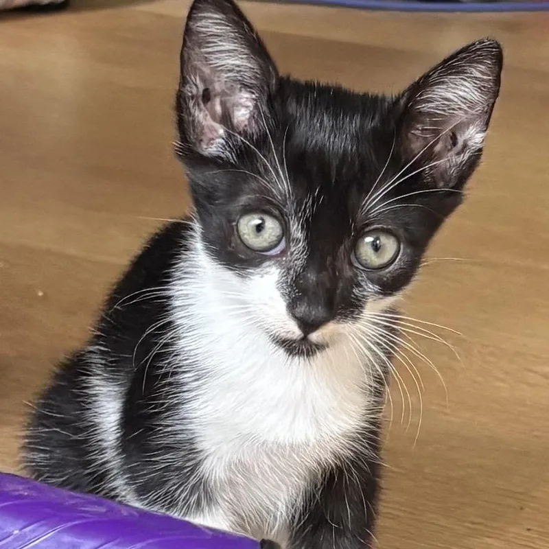 A baby small-sized female Black Domestic Short Hair cat named Lil Girl for adoption in Long Beach, CA