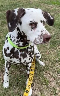 An adult medium-sized female White / Cream Dalmatian dog named Wynter for adoption in Longwood, FL