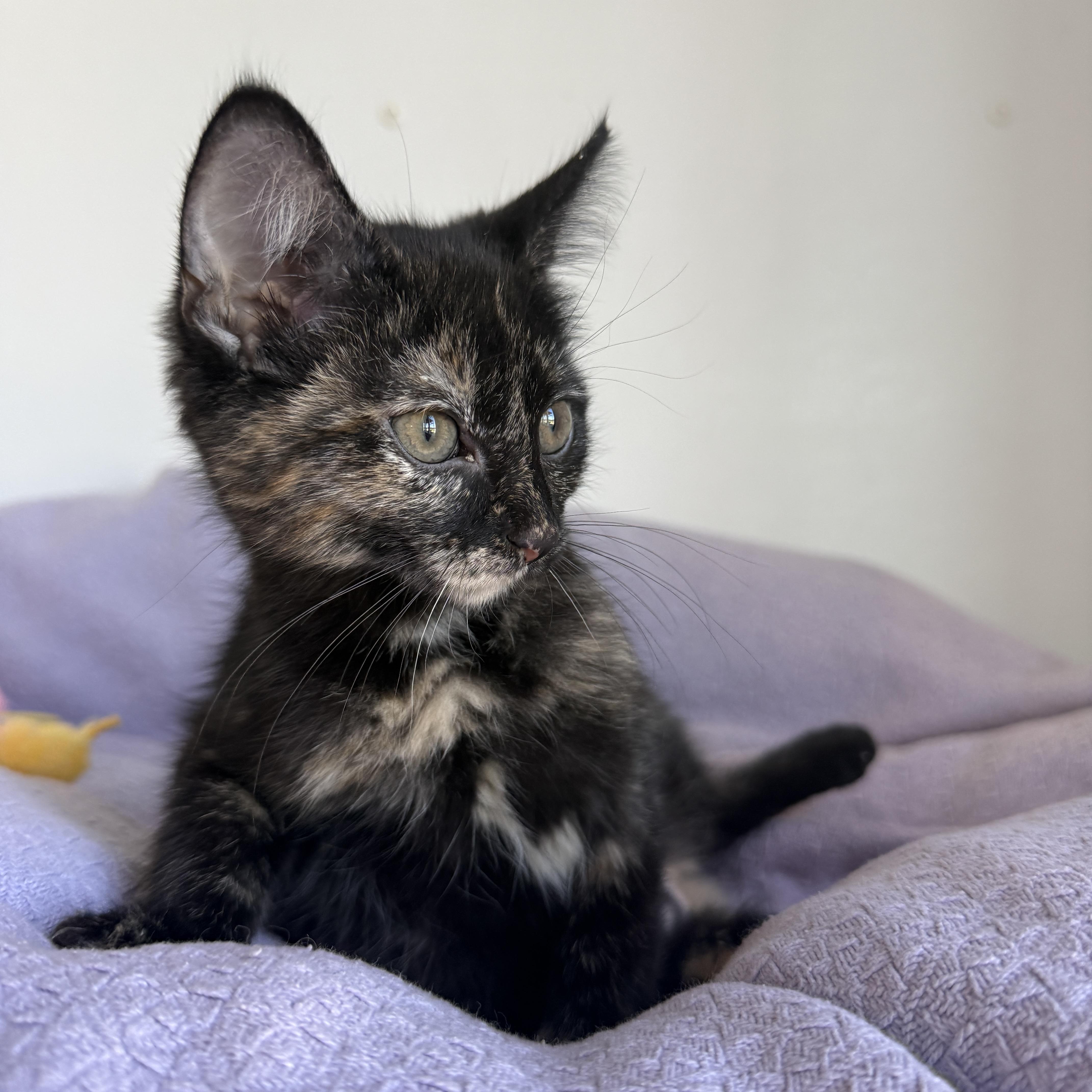 A baby small-sized female Tortoiseshell cat named Brownie for adoption in Auburn, NE