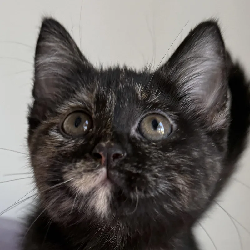Brownie thumbnail 6