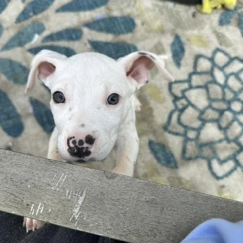 A baby medium-sized male White / Cream Terrier dog named Piglet for adoption in Plainfield, IL