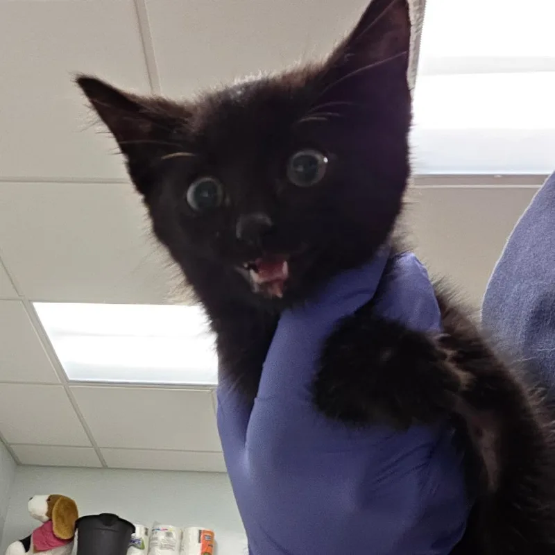A baby small-sized male Black Domestic Short Hair cat named Kirk for adoption in Chattanooga, TN
