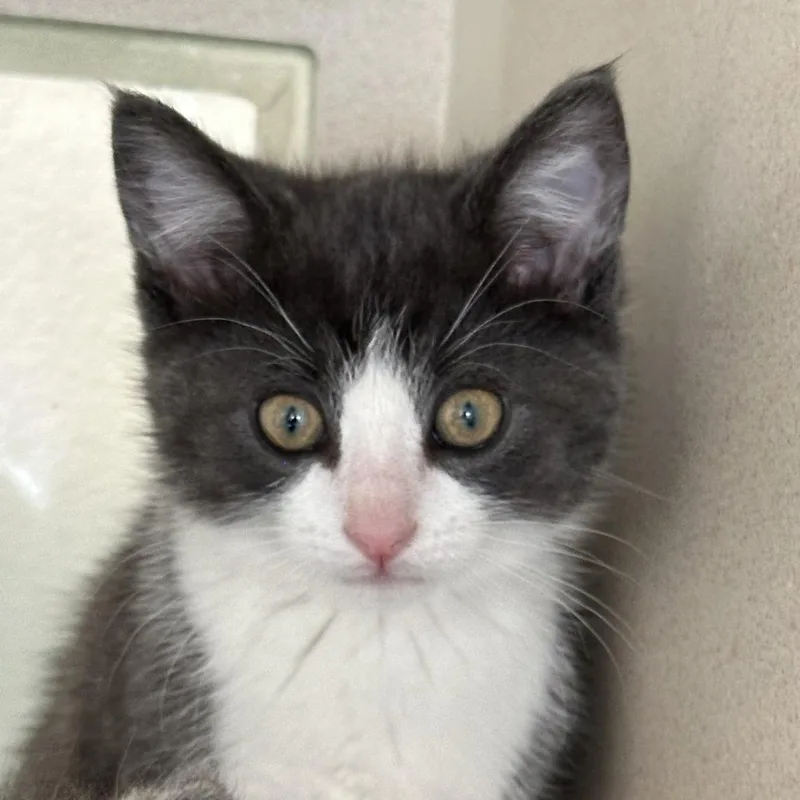 A baby small-sized male Gray / Blue / Silver Domestic Short Hair cat named Raptor for adoption in Durango, CO