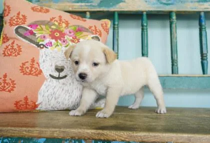 A baby small-sized female Fox Terrier dog named Beach Bag for adoption in San Antonio, TX