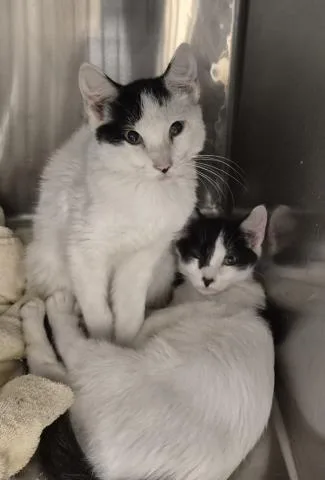 A baby small-sized male Domestic Short Hair cat named Spicy Deluxe for adoption in Decatur, IL