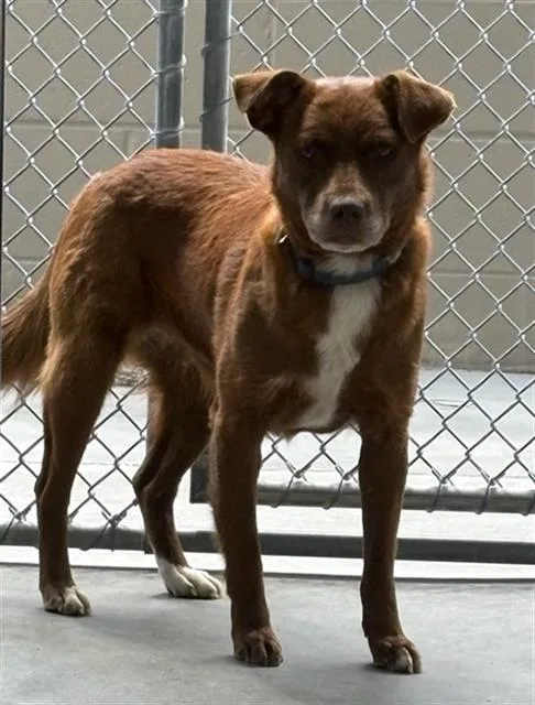 A young medium-sized female Great Pyrenees dog named Coco for adoption in Baytown, TX