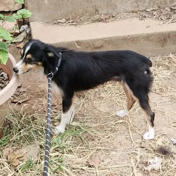 An adult small-sized female Australian Shepherd dog named County Line's Fanny aka for adoption in Ada, MN