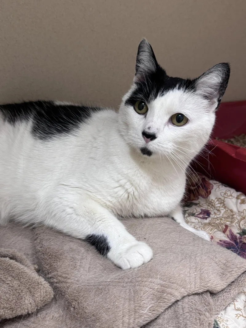 An adult medium-sized female Black Domestic Short Hair cat named Noel for adoption in Hackensack, MN
