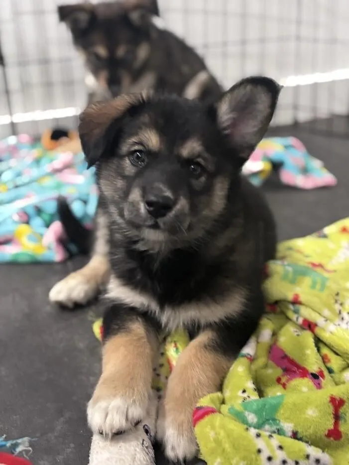A young medium-sized female Husky dog named Taryn for adoption in renton, WA
