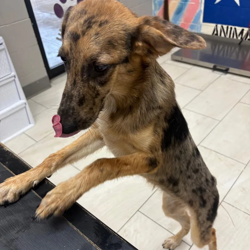 A young medium-sized female Yellow / Tan / Blond / Fawn Australian Shepherd dog named Diane for adoption in Lufkin, TX