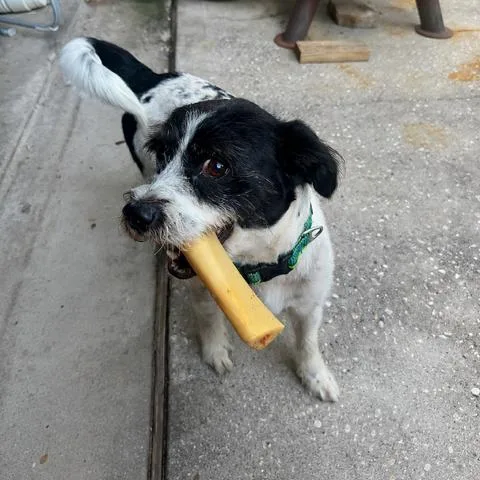 An adult small-sized male White / Cream Terrier dog named Roscoe for adoption in Houston, TX