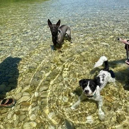 Roscoe thumbnail 2