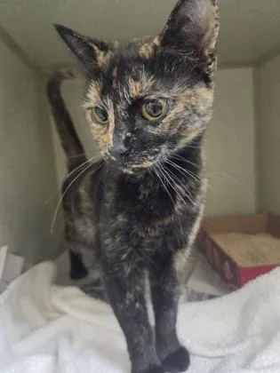 An adult medium-sized female Domestic Short Hair cat named Taurence for adoption in Westland, MI