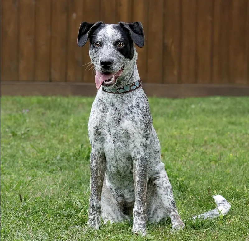 A baby large-sized male Black German Shorthaired Pointer dog named Brax for adoption in Tomball, TX